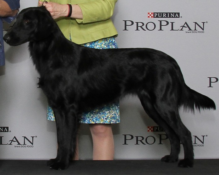 Fable FlatOut Kennels